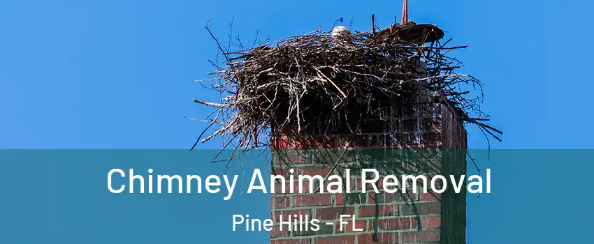 Chimney Animal Removal Pine Hills - FL