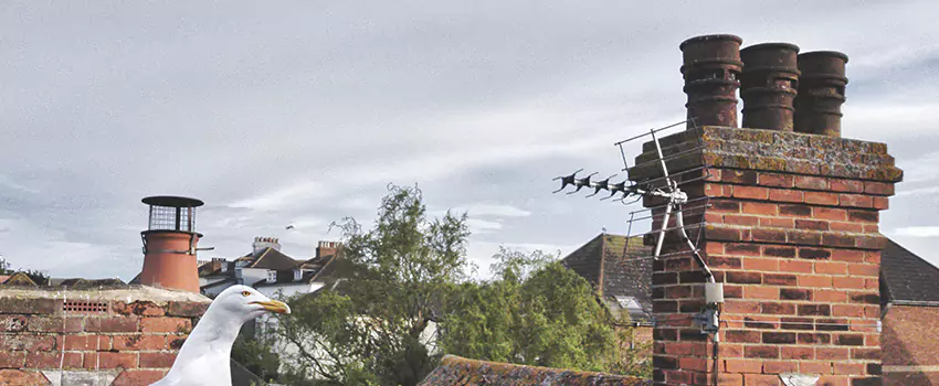 Chimney Cleaning And Restoration in Pine Hills, Florida